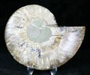 Agatized Ammonite Fossil (Half) #21271-1
